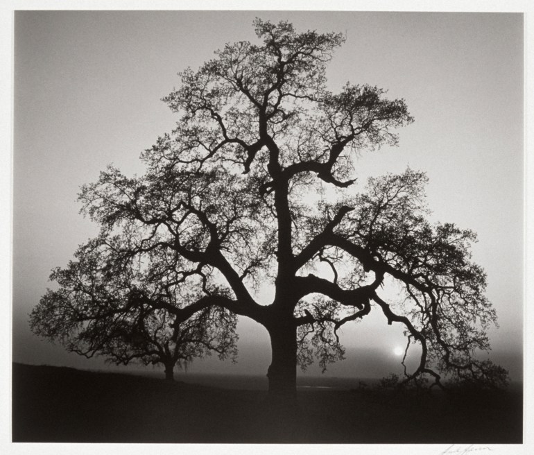 Ansel Adams, Oak Tree, Sunset City, Sierra Foothills, California.jpg